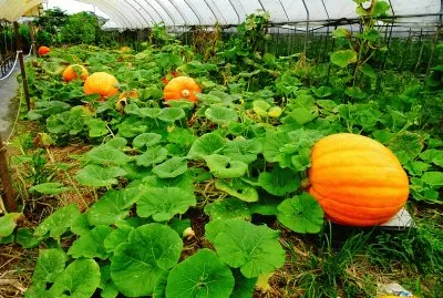 å—ç“œpumpkin jigsaw puzzle