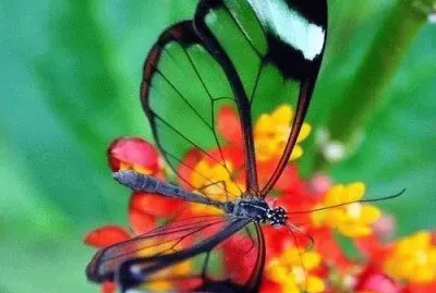 פאזל של curiositÃ 