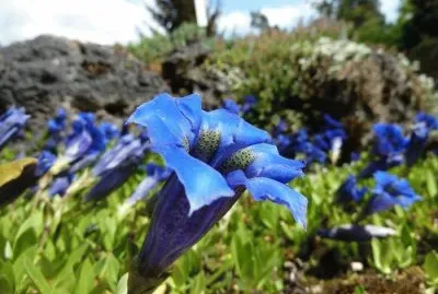 imagem jigsaw puzzle