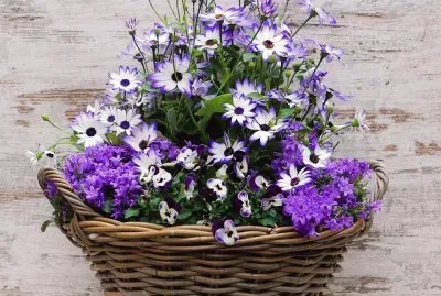 פאזל של imagem