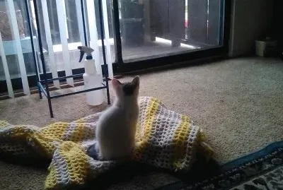 cleo looking for birds