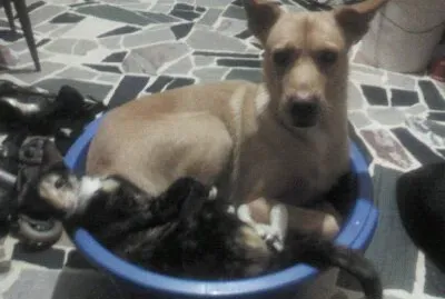 Rita Margarita y Misa