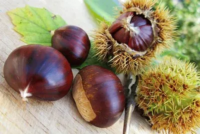 castagne