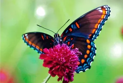 פאזל של mariposa