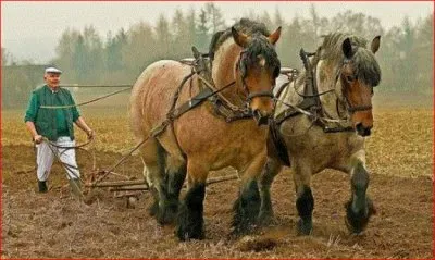 PERCHERONES jigsaw puzzle