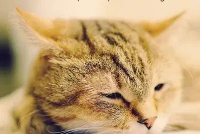 Bigotes y colmillos jigsaw puzzle