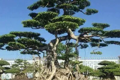 imagem jigsaw puzzle