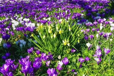 imagem jigsaw puzzle