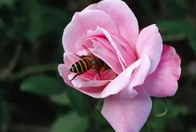 פאזל של FIOWER