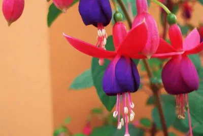 FIOWER