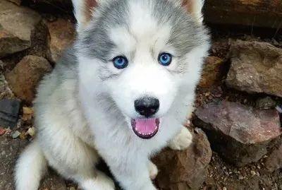 lindo Husky