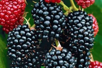 moras