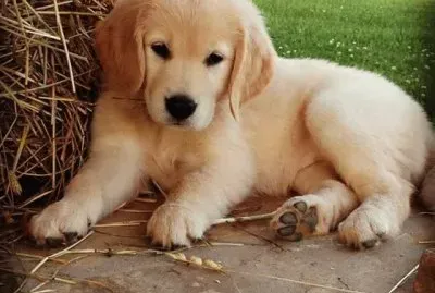 imagem jigsaw puzzle