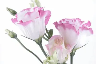 פאזל של imagem