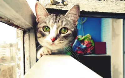 cats5 jigsaw puzzle