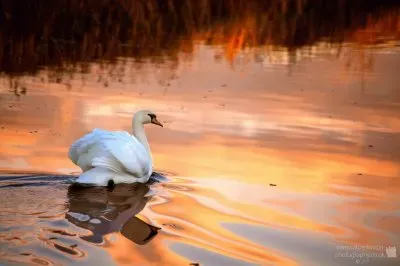 swan glow