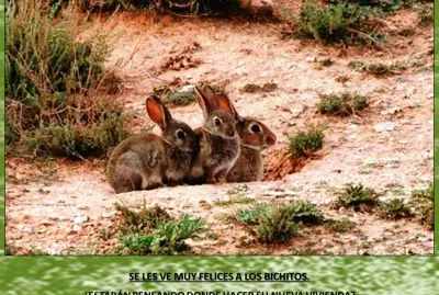 SE LES VE MUY FELICES A LOS BICHITOS.