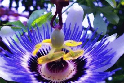 Flor tropical