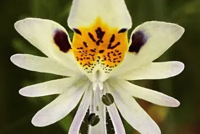 Mariposita Blanca