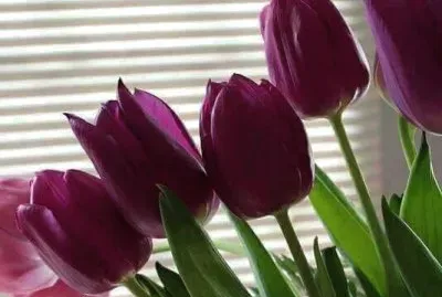 imagem jigsaw puzzle