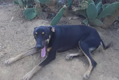 procurando uma sombra jigsaw puzzle