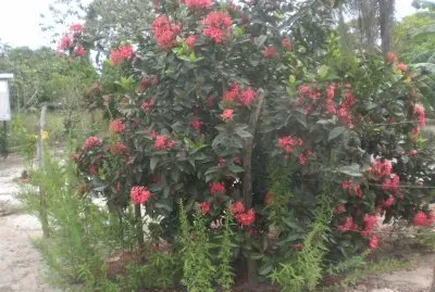 linda arvore no CearÃ¡