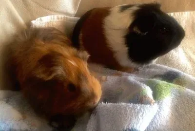 Biggles and Ginger jigsaw puzzle