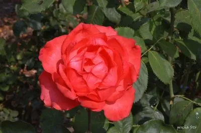 פאזל של rose