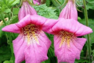 פאזל של imagem