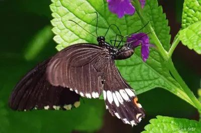 Falter jigsaw puzzle