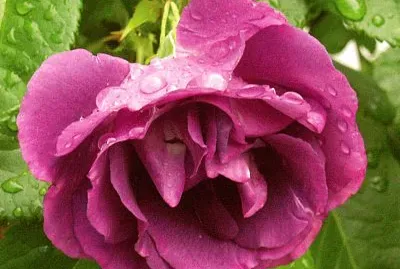 פאזל של nature