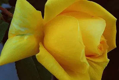 פאזל של nature