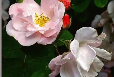 blumen / Pflanzen / Tiere