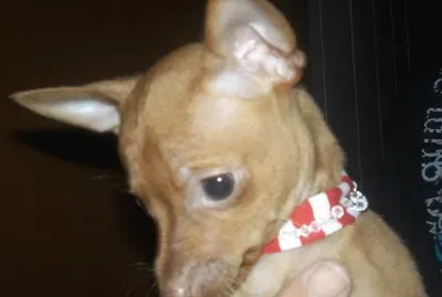 costelinha jigsaw puzzle