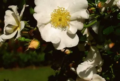 פאזל של im Rosengarten