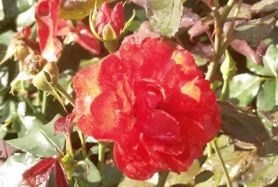 פאזל של im Rosengarten