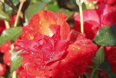 פאזל של im Rosengarten