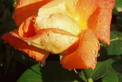 פאזל של im Rosengarten