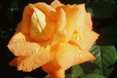 פאזל של im Rosengarten 018