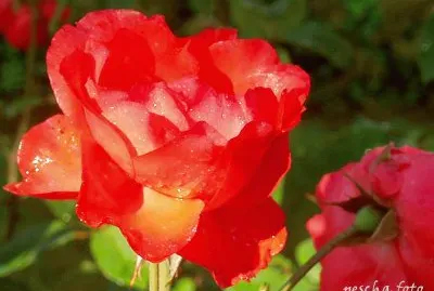 פאזל של im Rosengarten 019