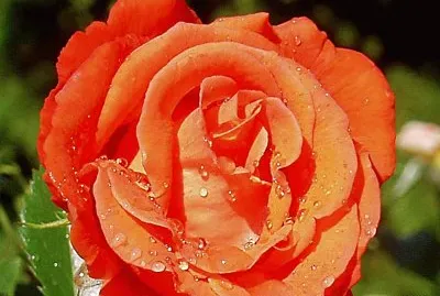 פאזל של im Rosengarten 020