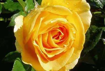 פאזל של im Rosengarten 021