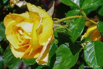 im Rosengarten 023