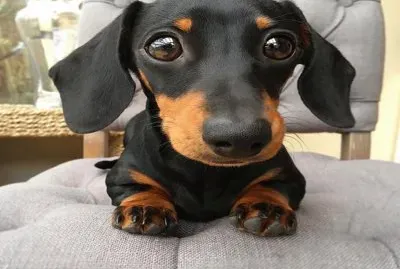 Lindo perrito jigsaw puzzle