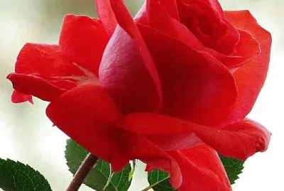 פאזל של imagem