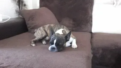 boston terrier jigsaw puzzle