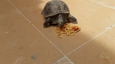 tortuga de tierra comiendo spaguettis jigsaw puzzle