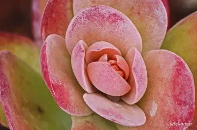 פאזל של fuerte ventura