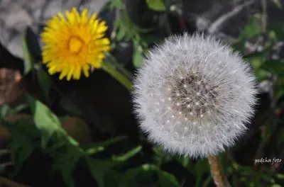 lÃ¶enzahn 2 jigsaw puzzle