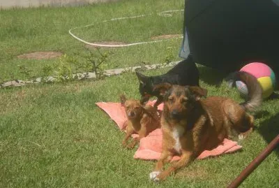 saudades Sara Tina  e Pulga jigsaw puzzle